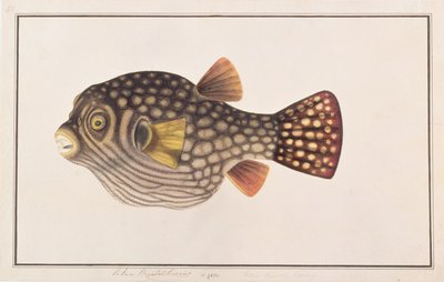 Reticulated Pufferfish, from Drawings of Fishes from Malacca, c.1805-18 by Chinese School